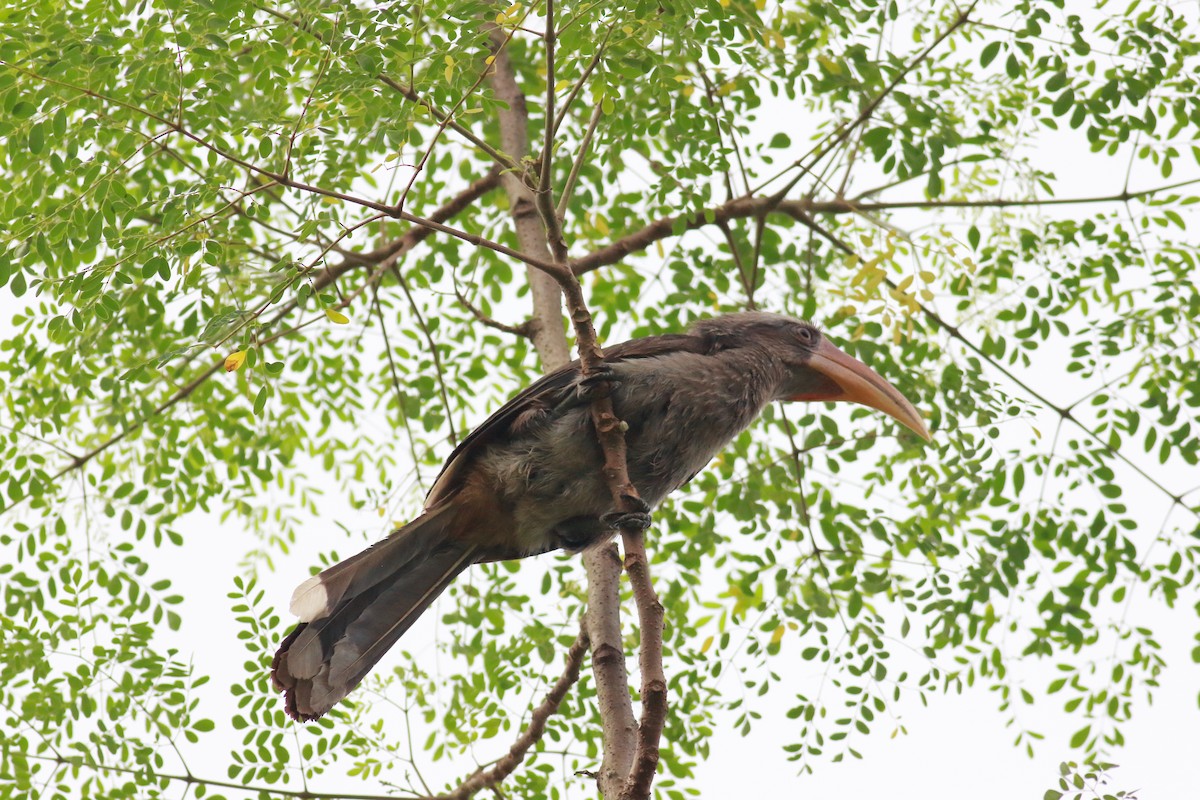 Malabar Gray Hornbill - ML611341760