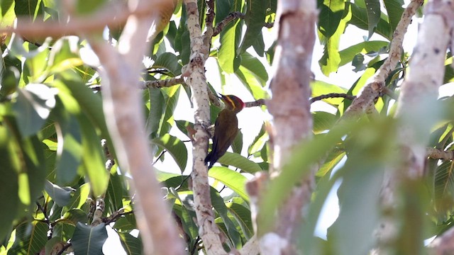 datel zlatozelený (ssp. capistratus) - ML611341937