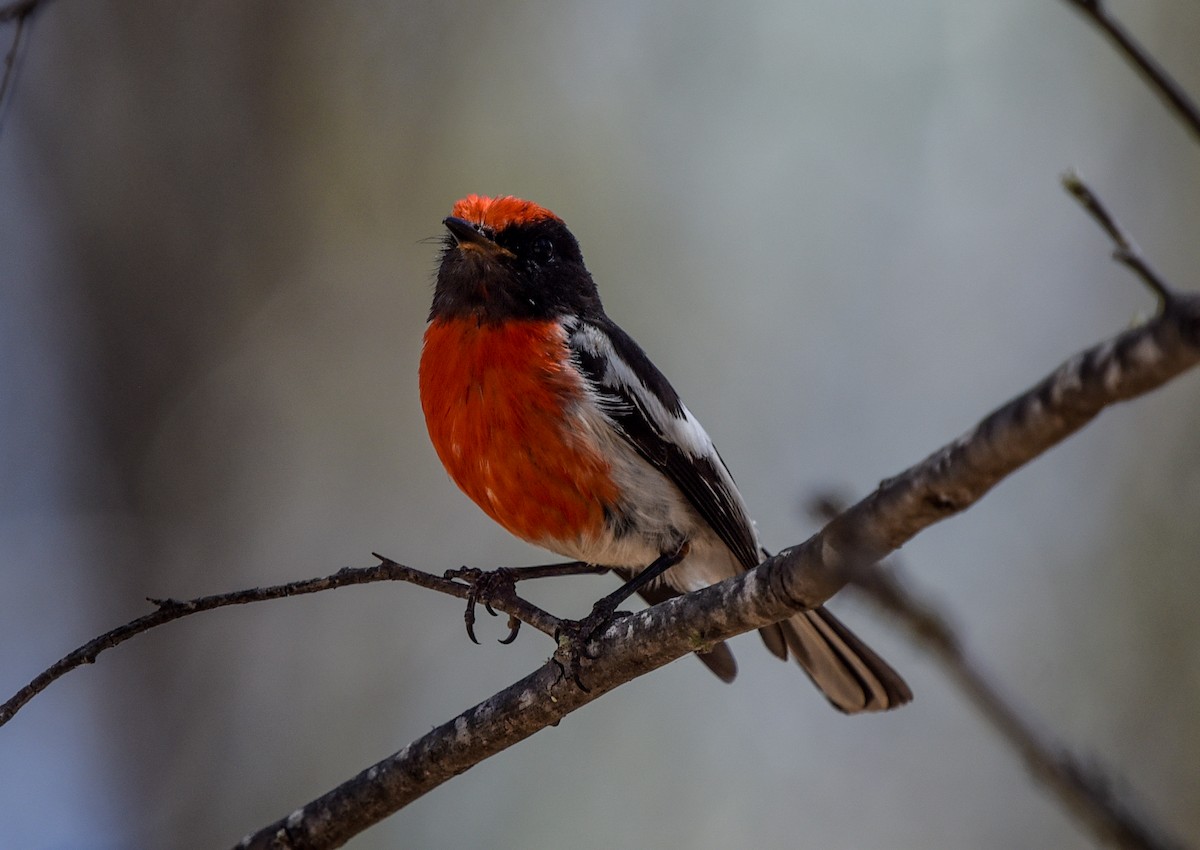 Red-capped Robin - Bruce Wedderburn