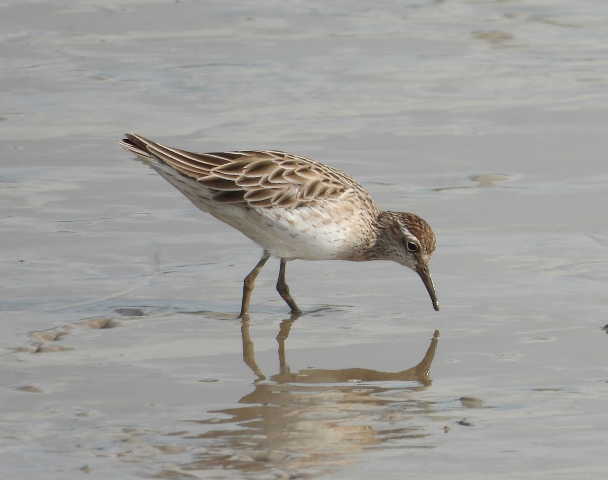 Sharp-tailed Sandpiper - Gary Graves