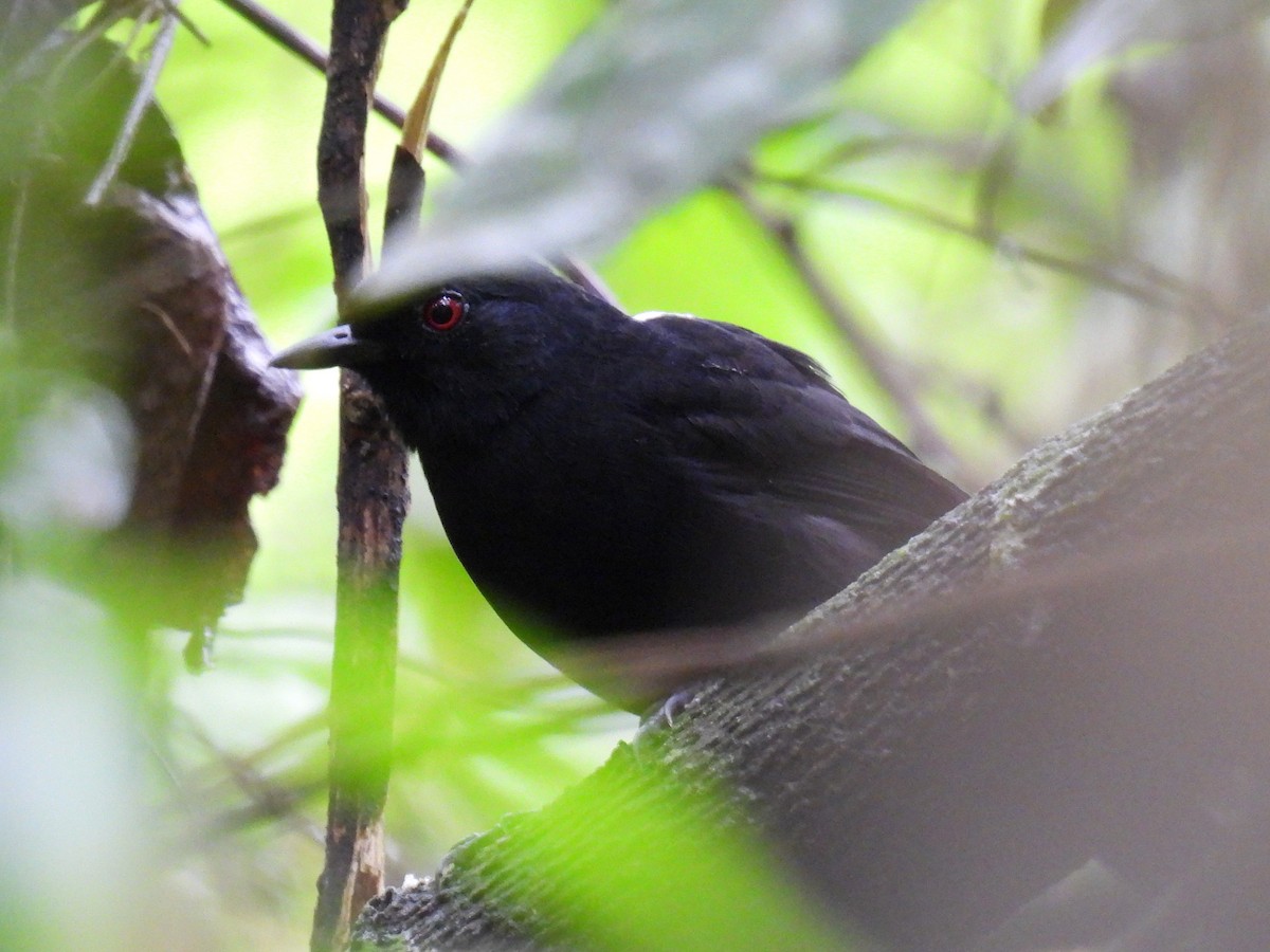 Western Fire-eye (Pacific) - Tor Svanoe