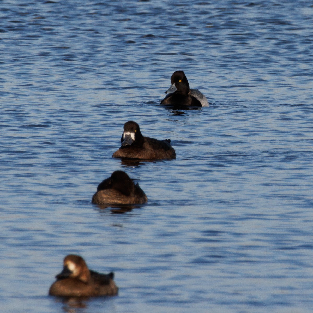 Lesser Scaup - ML611342078