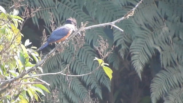 Ringed Kingfisher - ML611342082