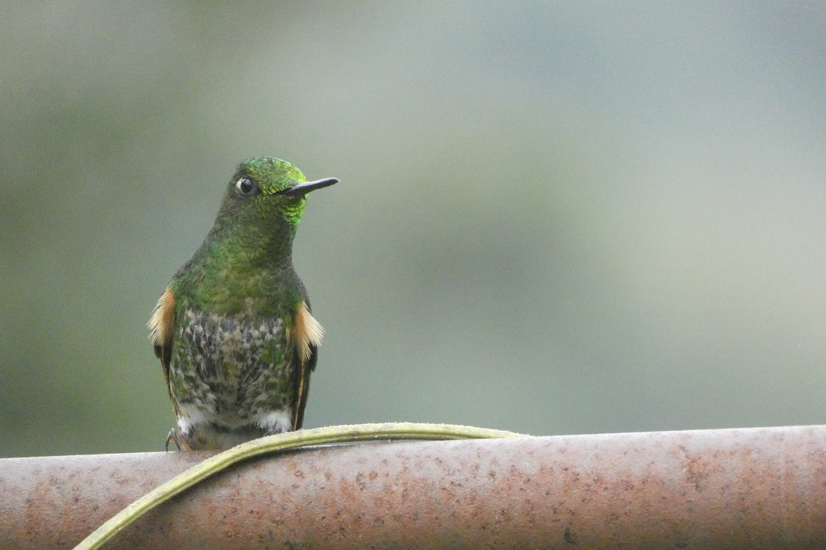 Buff-tailed Coronet - George Chater