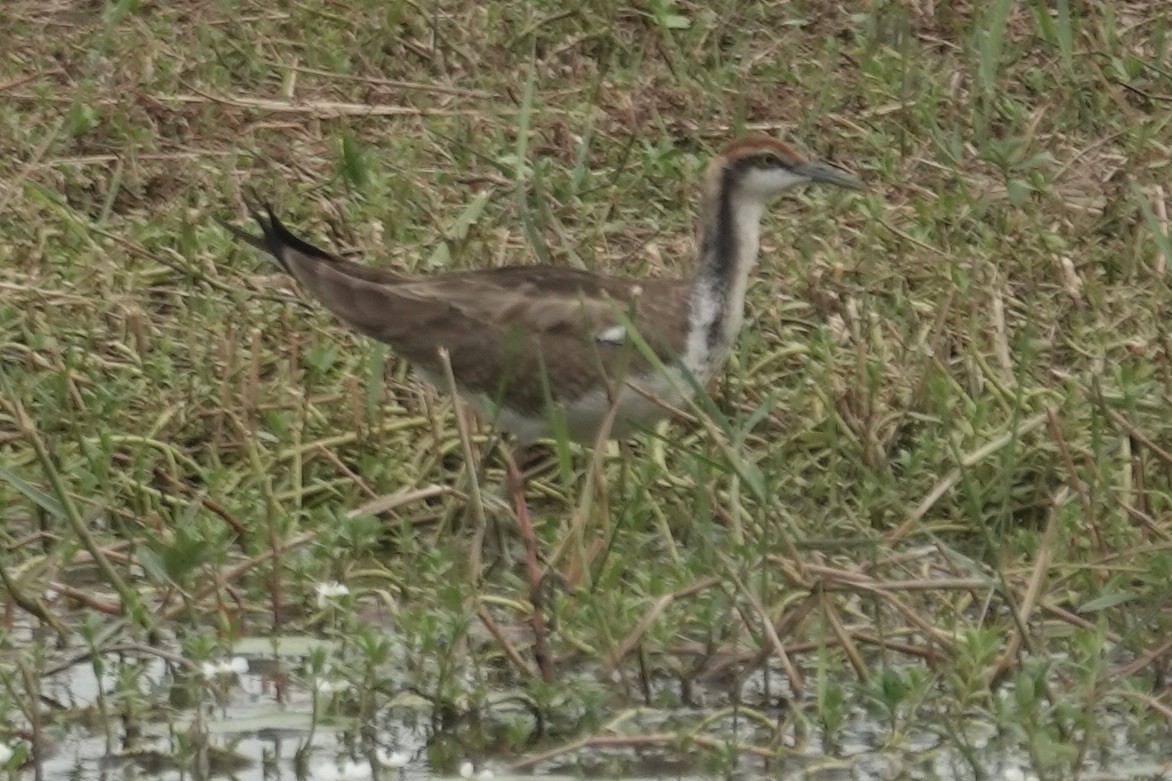 Jacana à longue queue - ML611342254