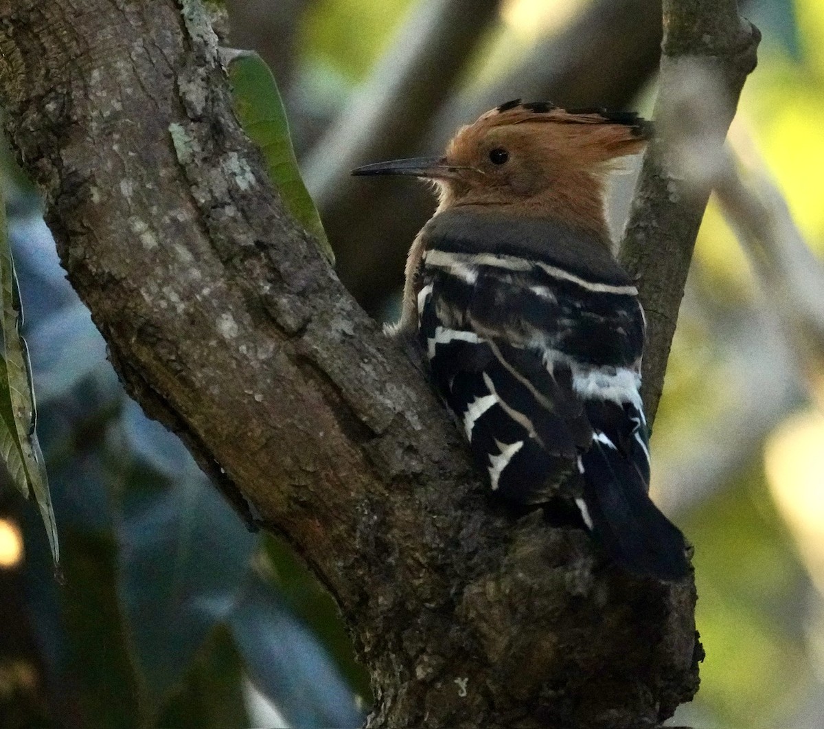 Madagascar Hoopoe - ML611342262