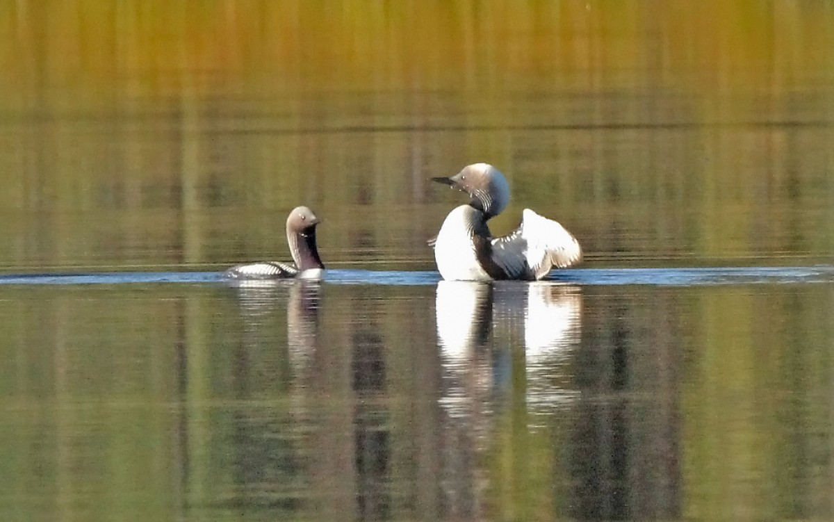 Pacific Loon - Helga Knote