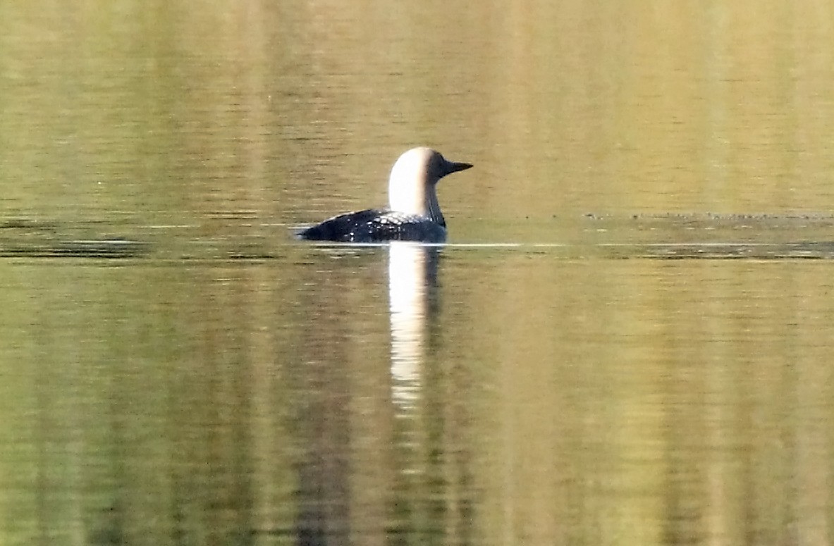 Pacific Loon - Helga Knote