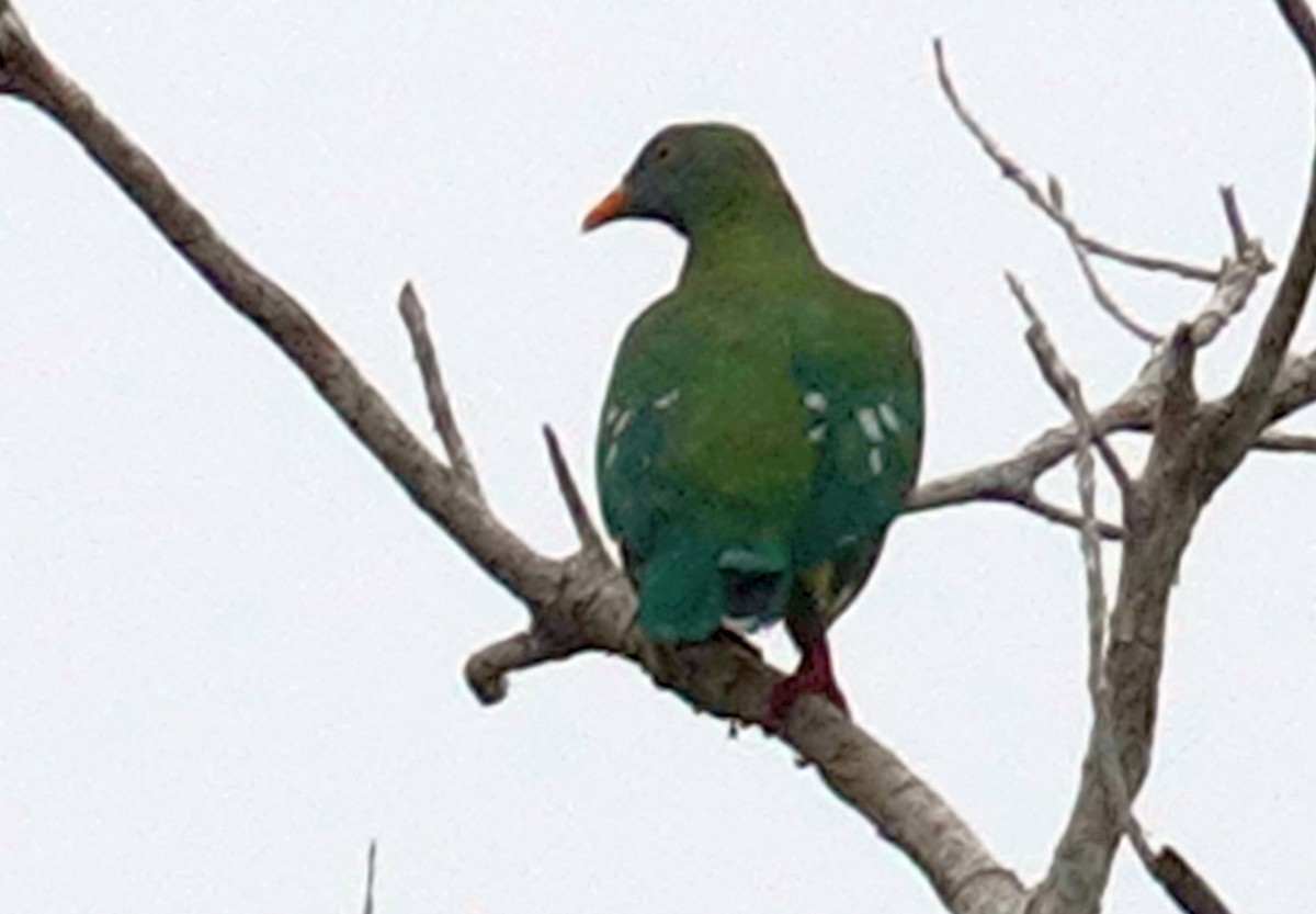 Claret-breasted Fruit-Dove - ML611342345