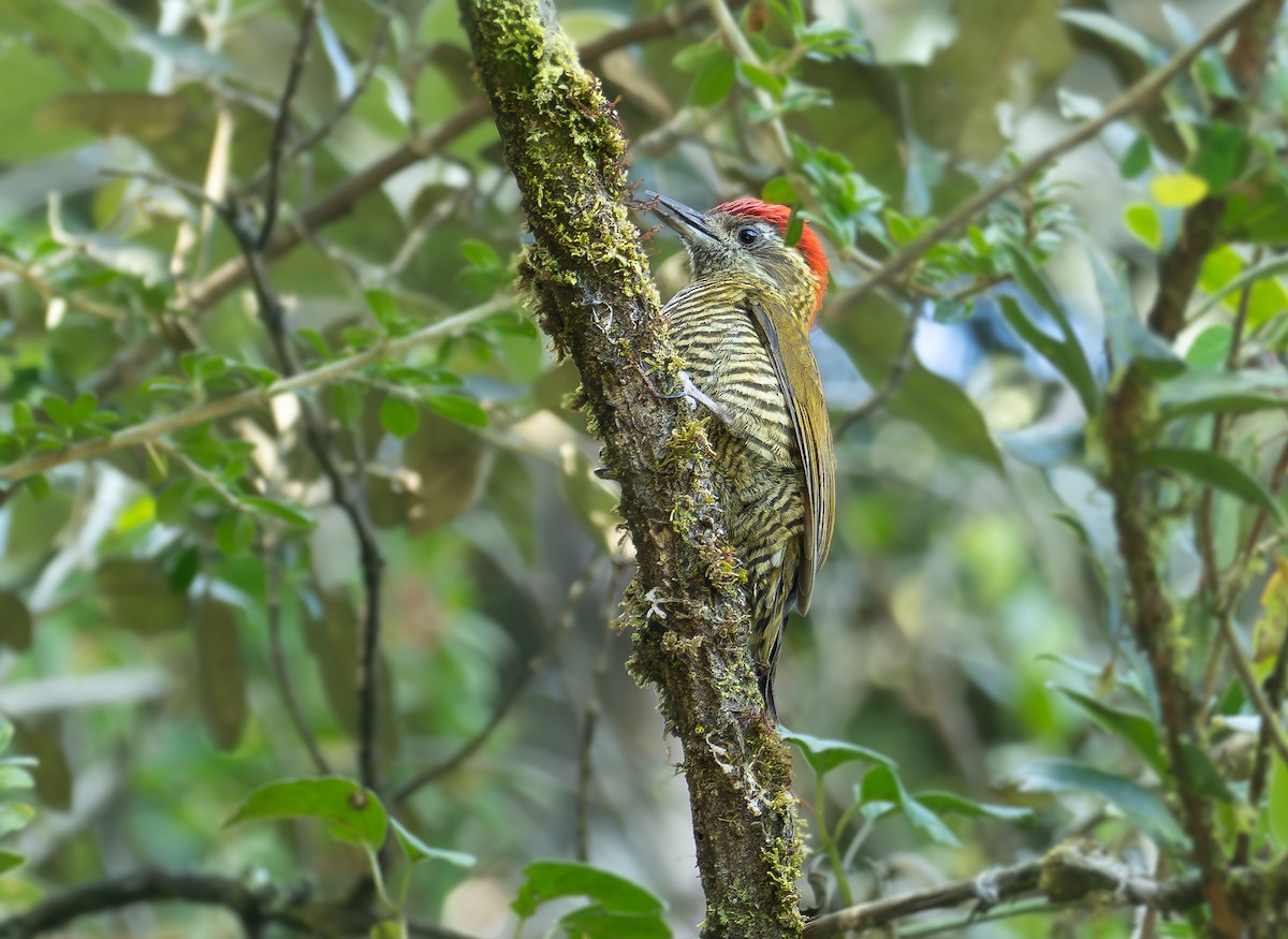 Bar-bellied Woodpecker - Alex Luna