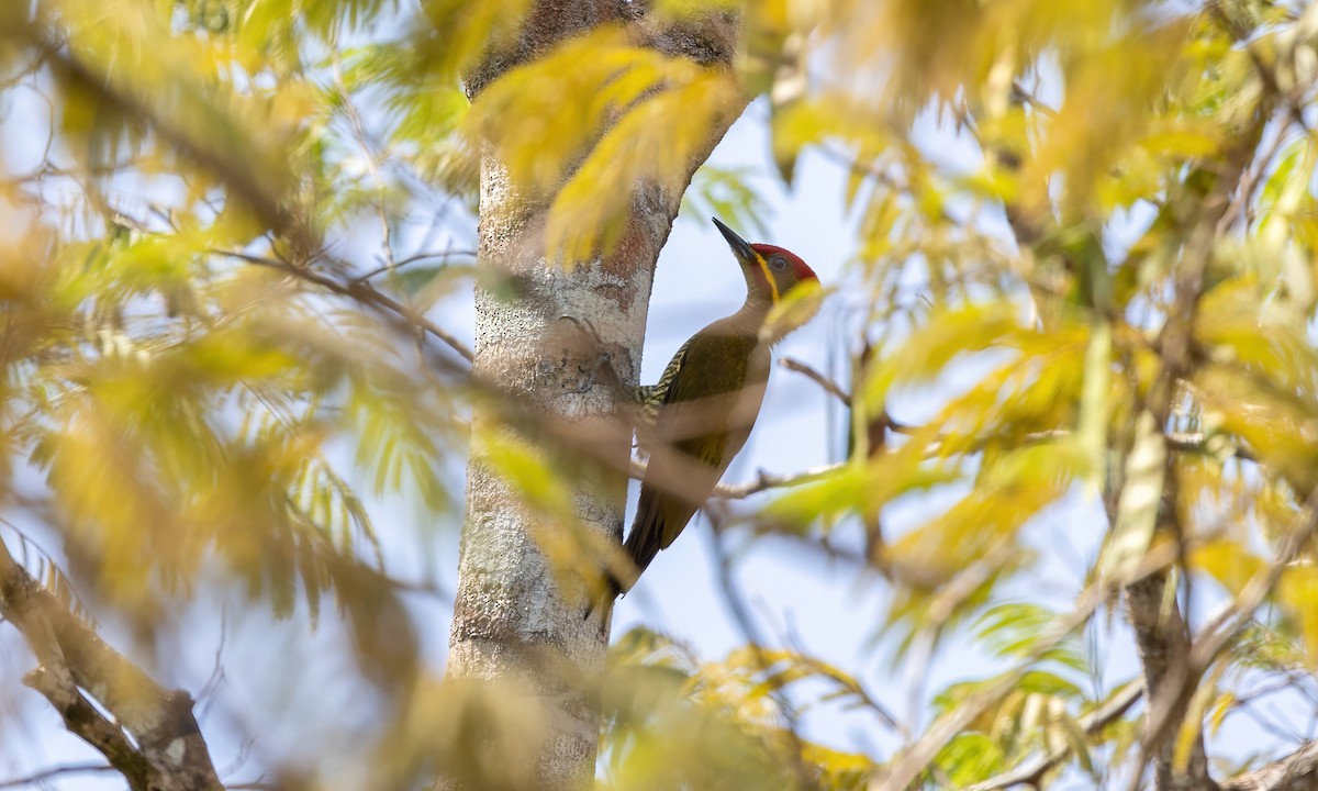 datel zlatozelený (ssp. capistratus) - ML611342403