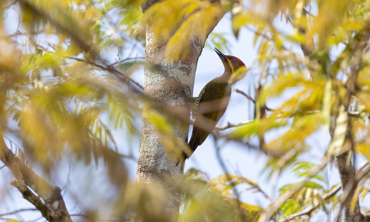 Golden-green Woodpecker (Bar-throated) - ML611342404