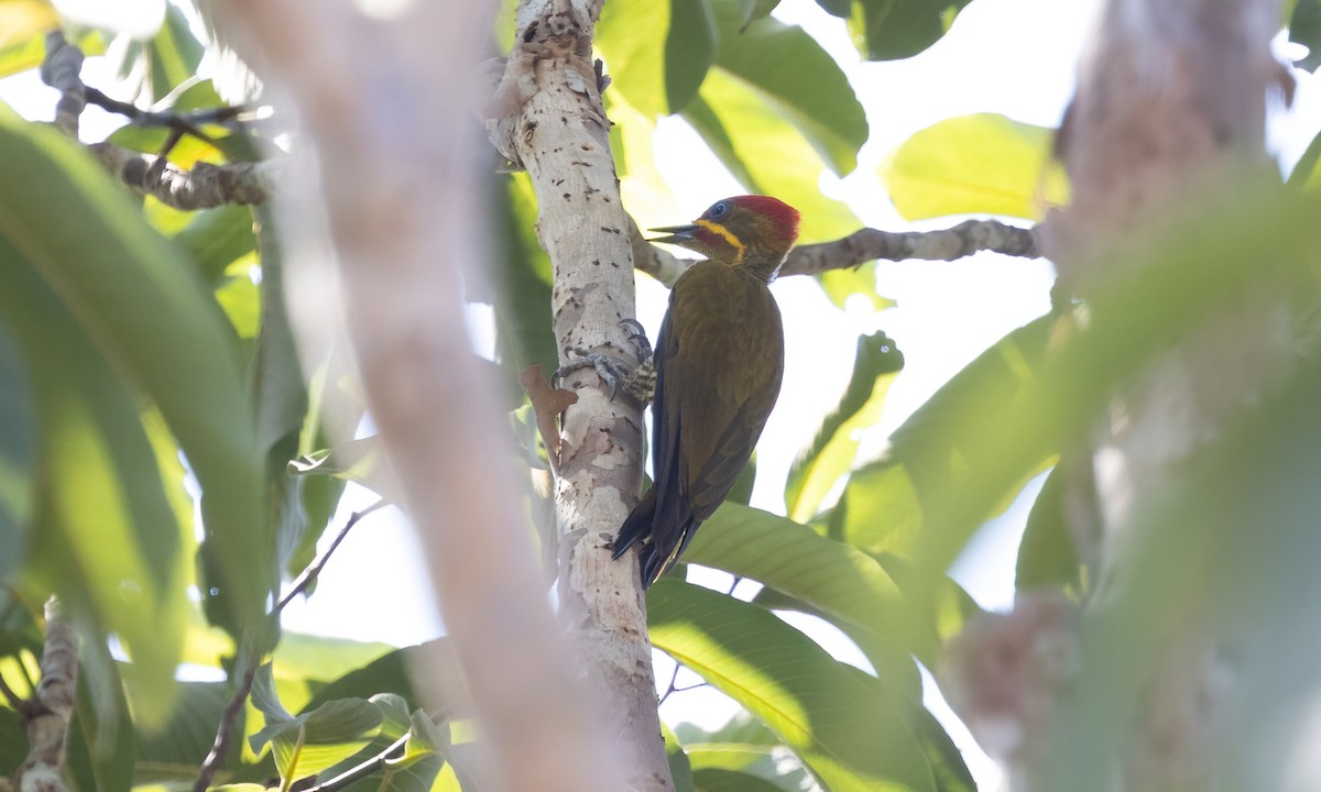 datel zlatozelený (ssp. capistratus) - ML611342405