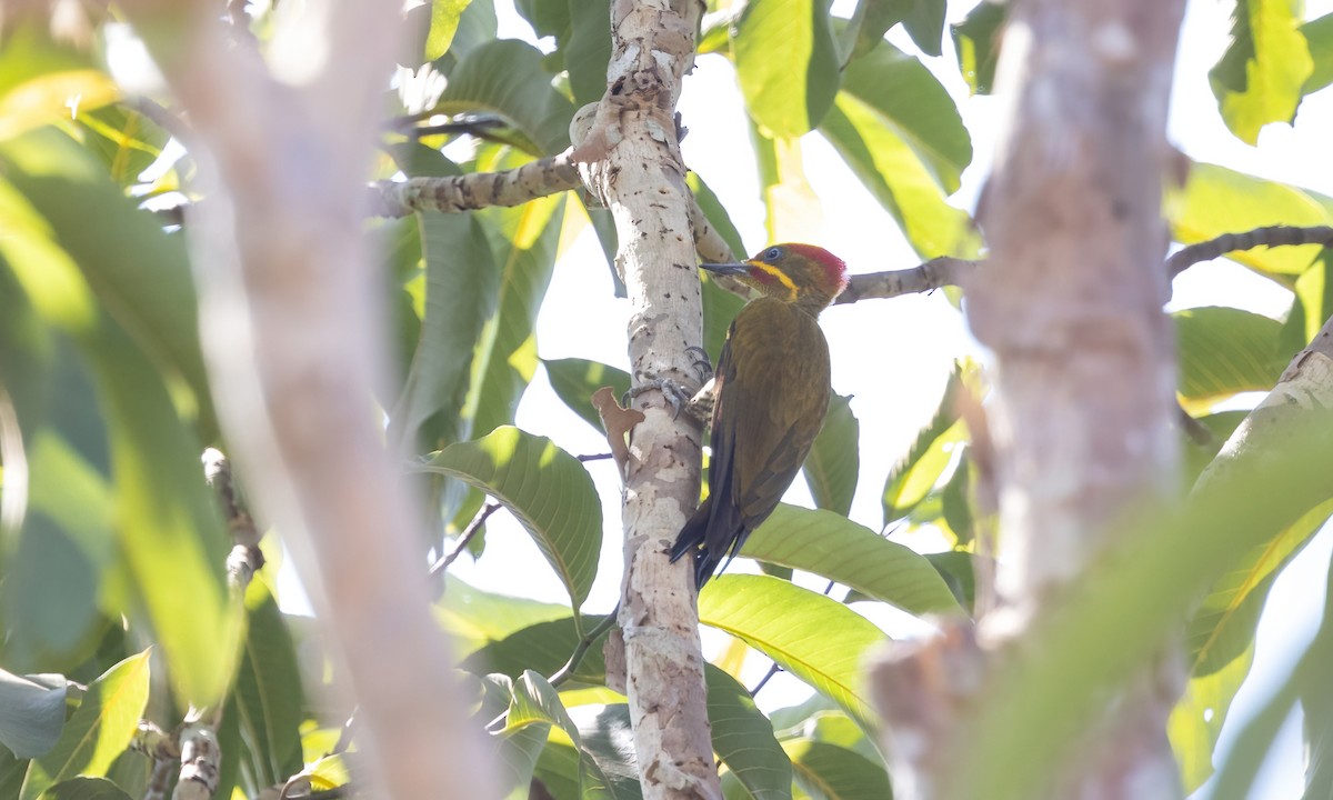 Golden-green Woodpecker (Bar-throated) - ML611342406