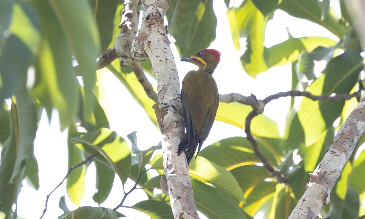 datel zlatozelený (ssp. capistratus) - ML611342407