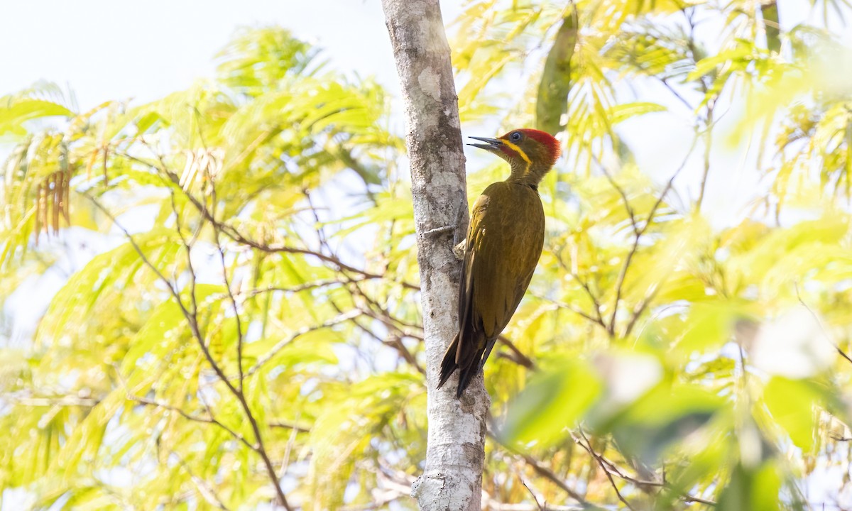 Golden-green Woodpecker (Bar-throated) - ML611342408