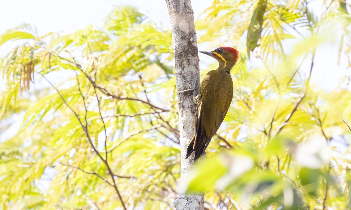 Golden-green Woodpecker (Bar-throated) - ML611342409