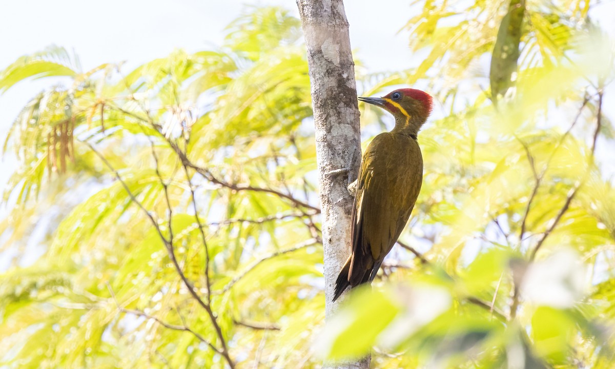 Golden-green Woodpecker (Bar-throated) - ML611342410