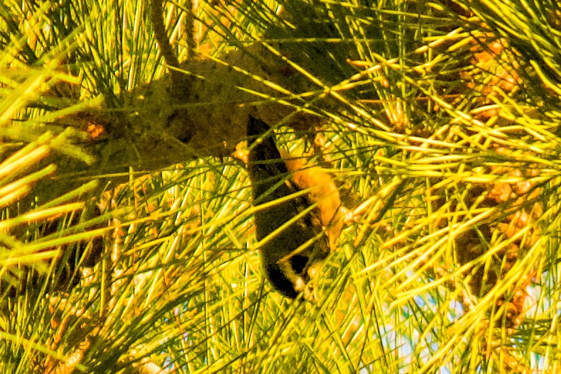 Red-breasted Nuthatch - ML611342469