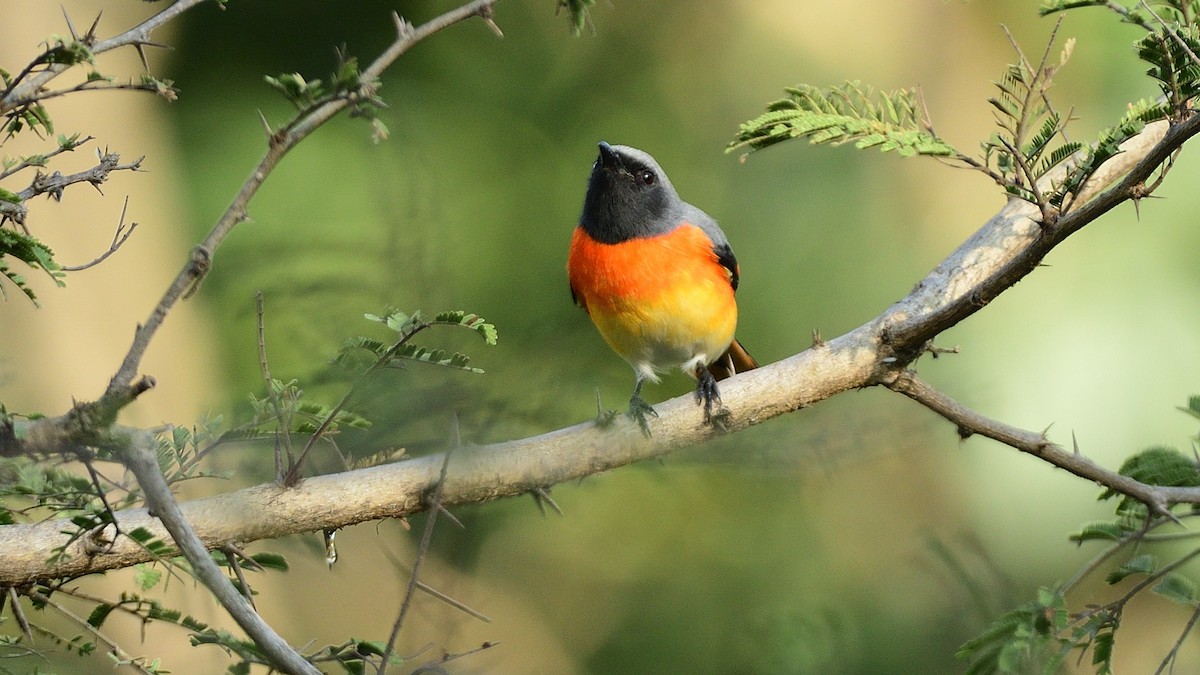 Small Minivet - ML611342505