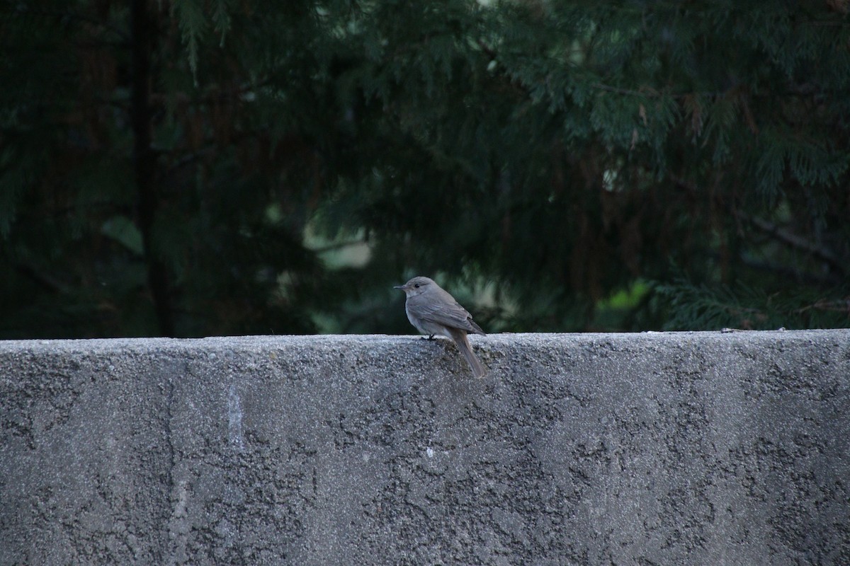 Spotted Flycatcher - ML611342735