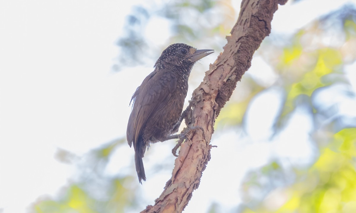 Varzea Piculet - Paul Fenwick