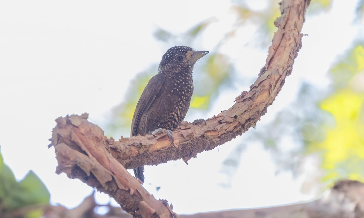 Varzea Piculet - Paul Fenwick