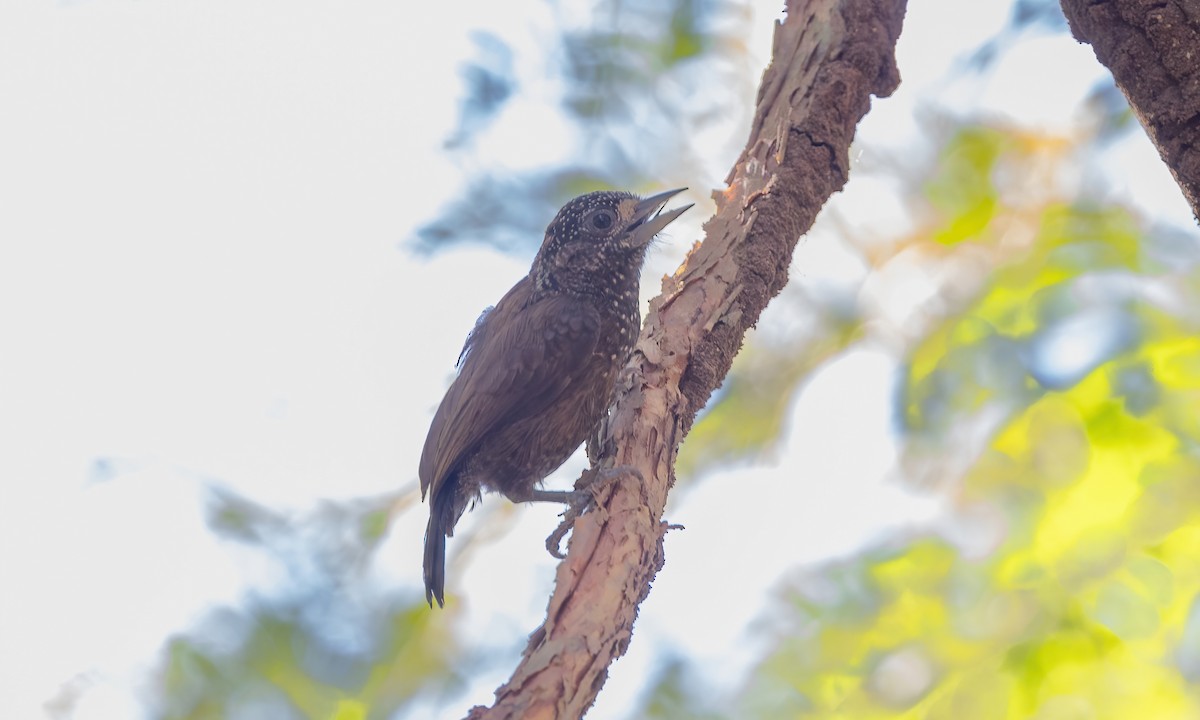 Varzea Piculet - Paul Fenwick