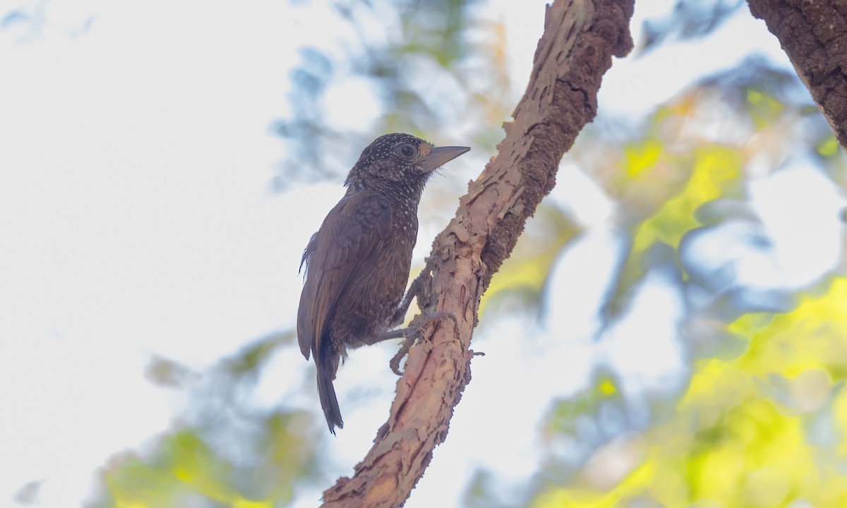 Varzea Piculet - Paul Fenwick