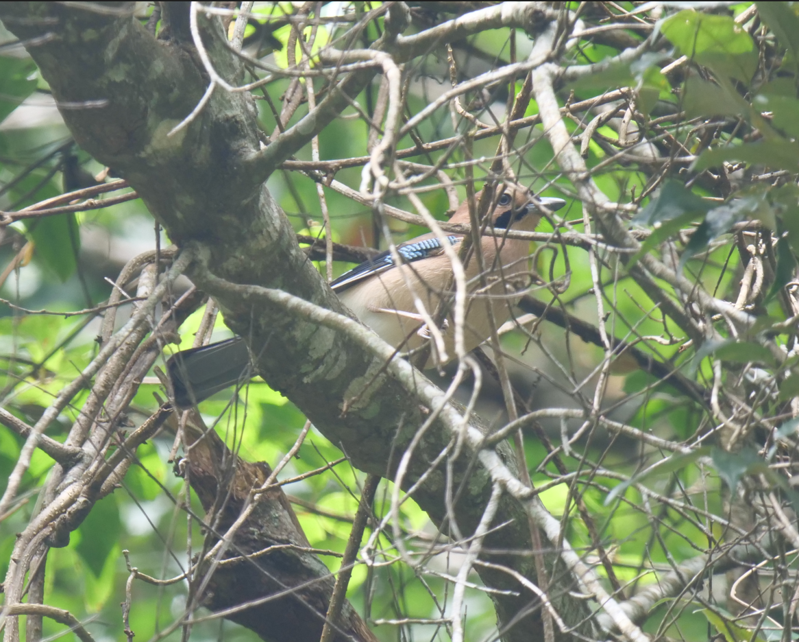 Eurasian Jay (Himalayan) - Yulin Shen