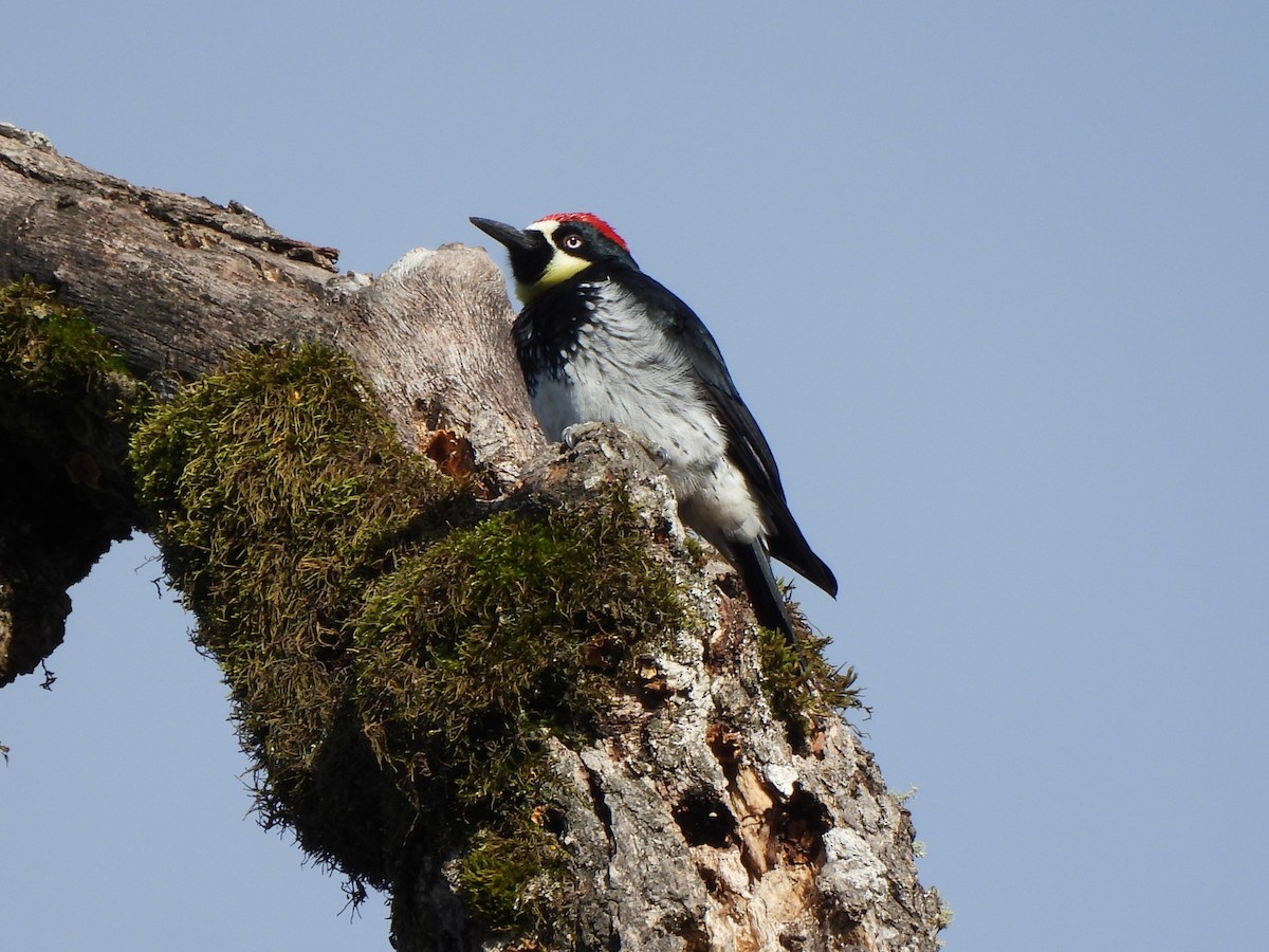 Acorn Woodpecker - ML611342996