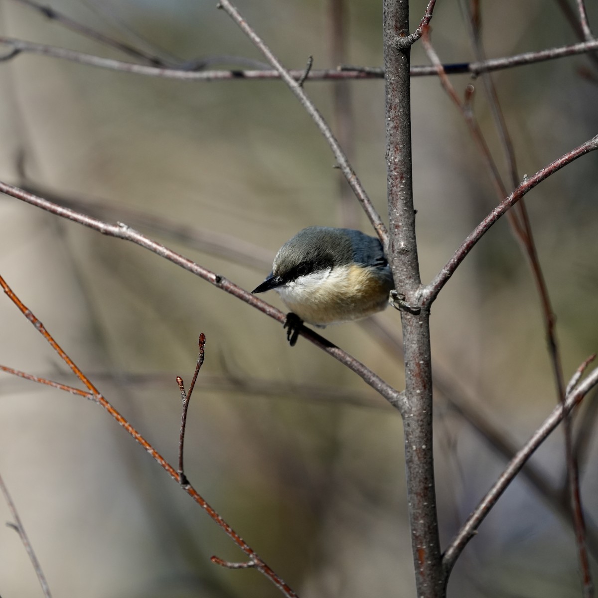 Pygmy Nuthatch - Joe RouLaine