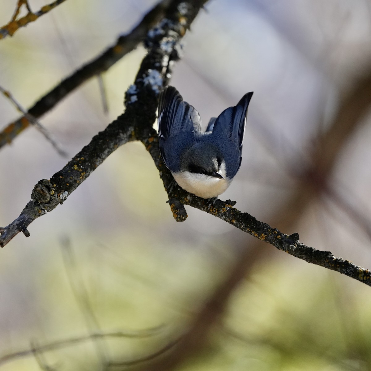 Pygmy Nuthatch - Joe RouLaine