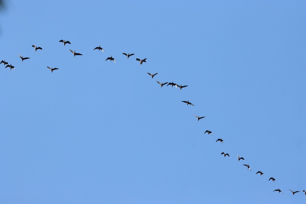 White-faced Ibis - ML611343052