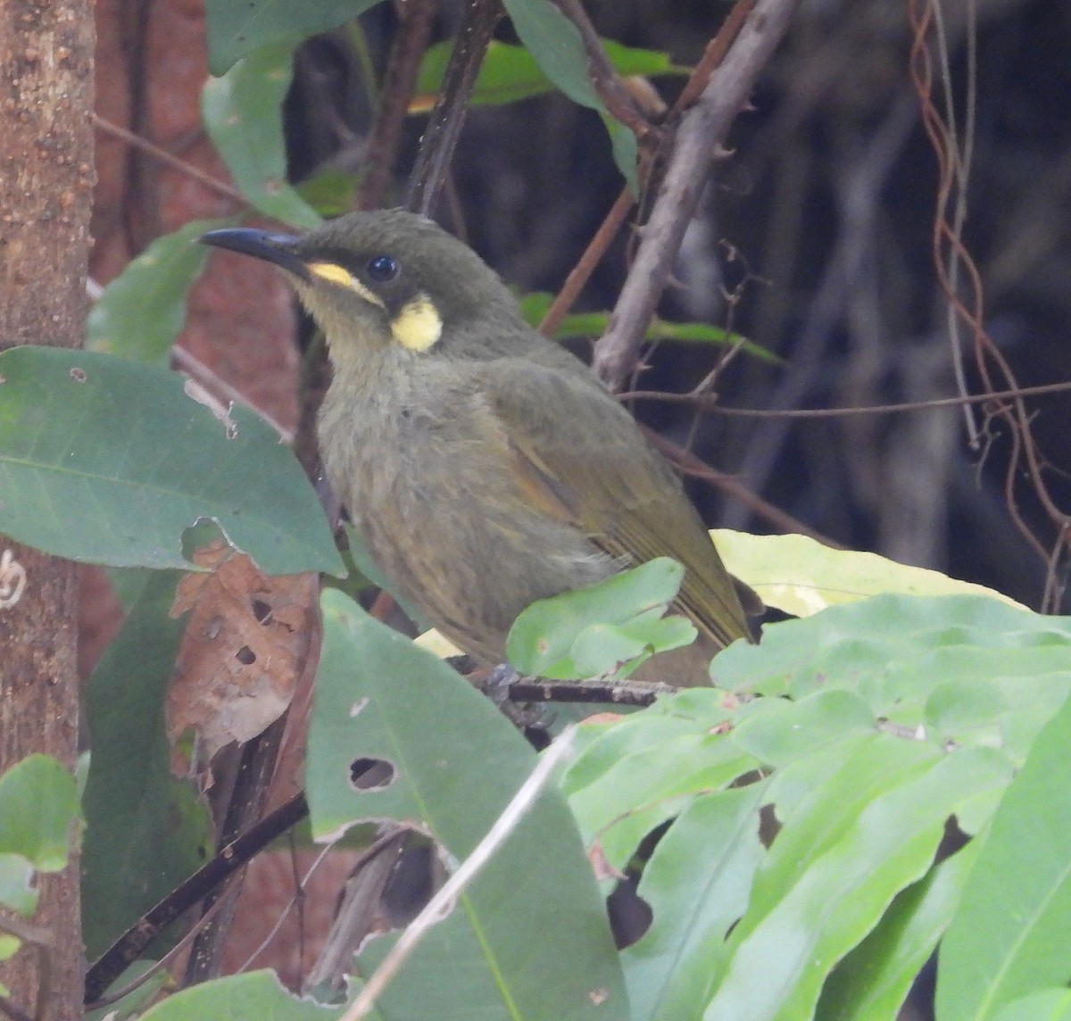 Yellow-spotted Honeyeater - ML611343055