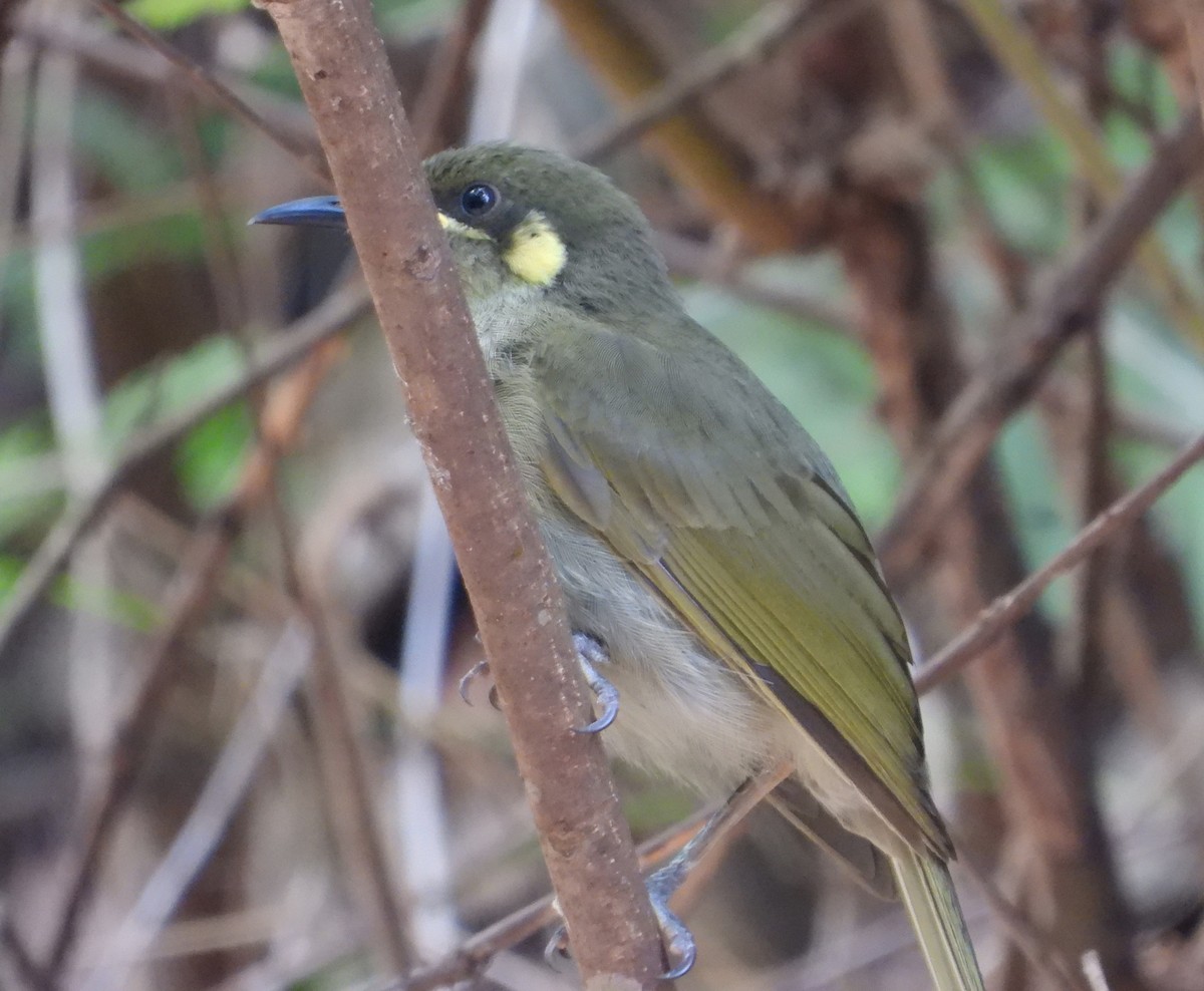 Yellow-spotted Honeyeater - Gary Graves