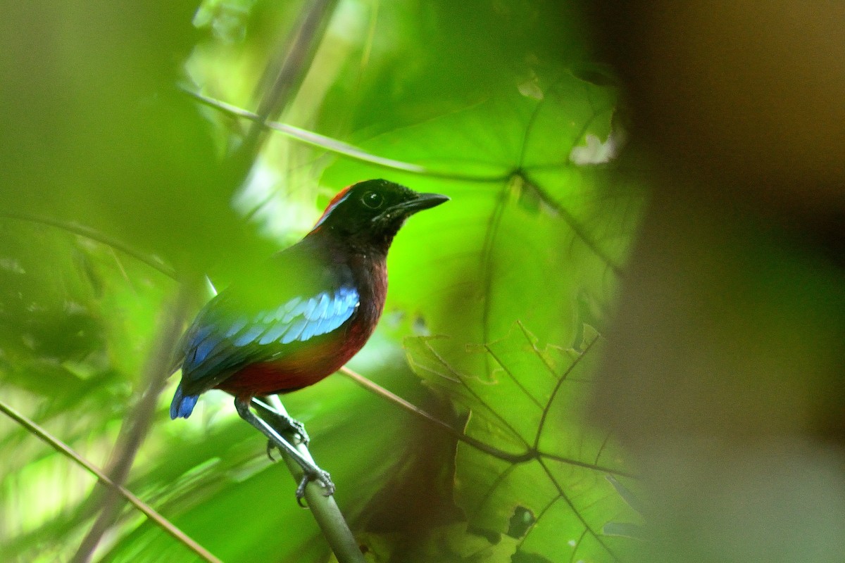 Garnet Pitta - Riki Rahmansyah