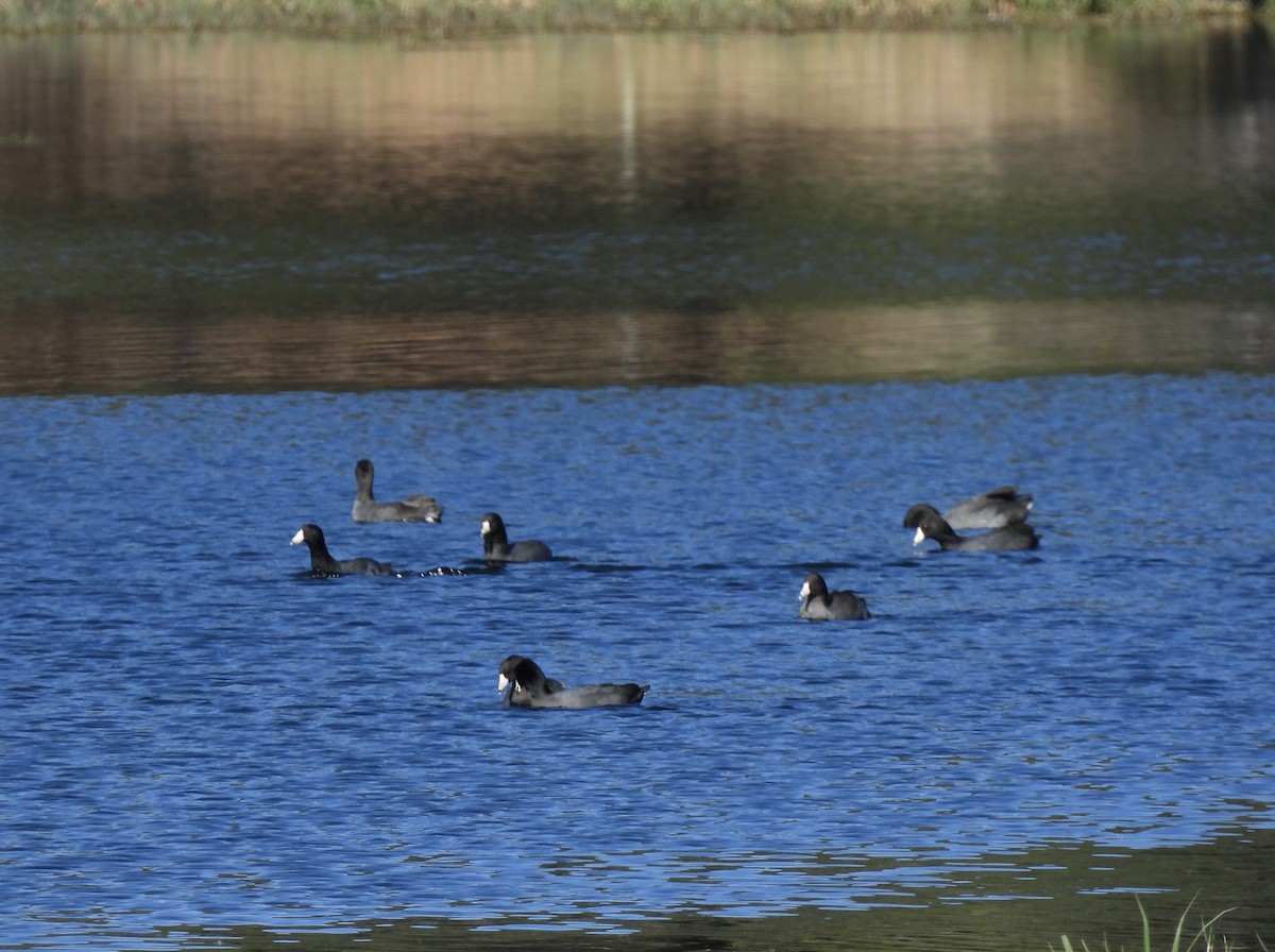 American Coot - Carol Porch