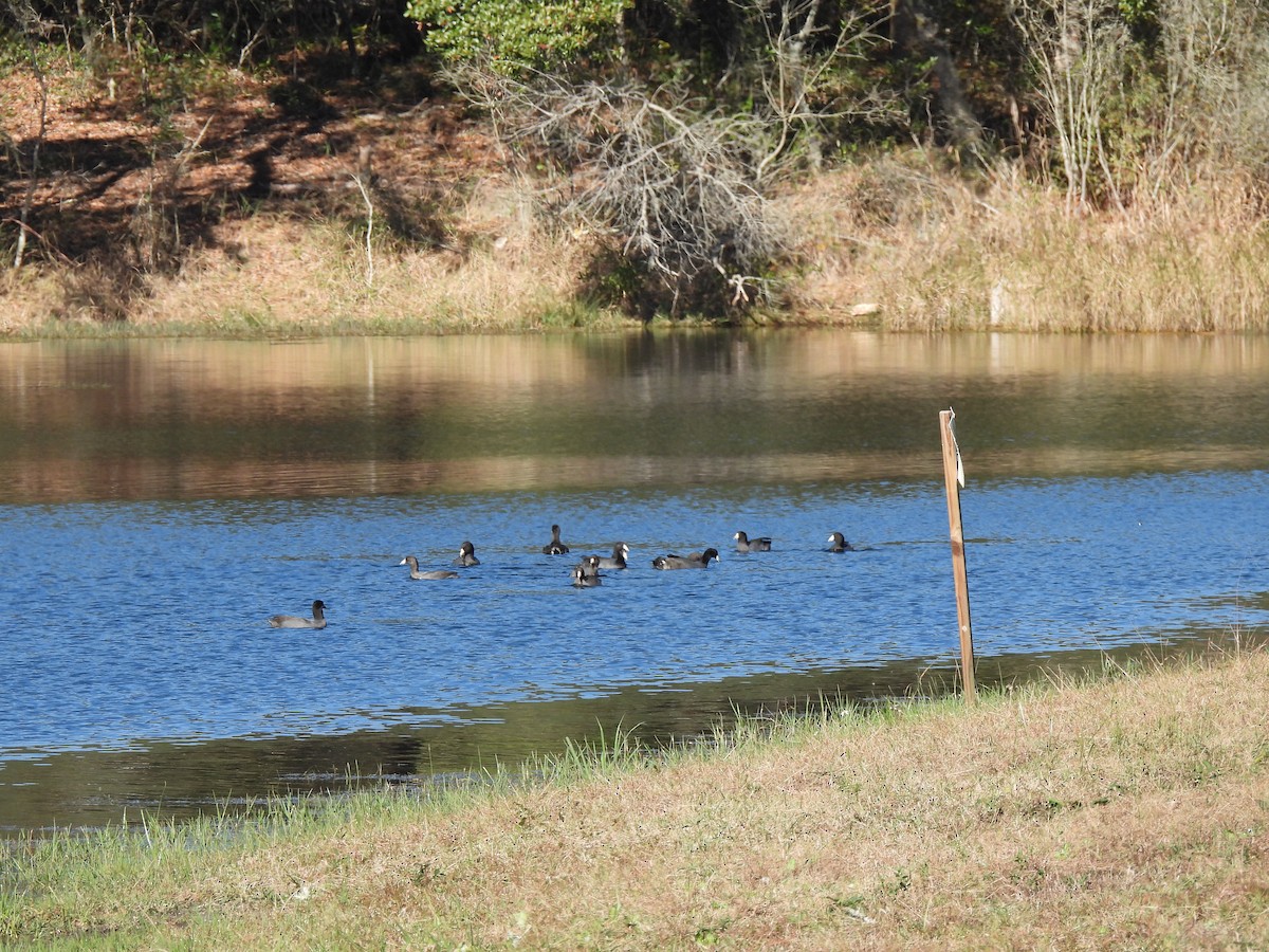 American Coot - ML611343103