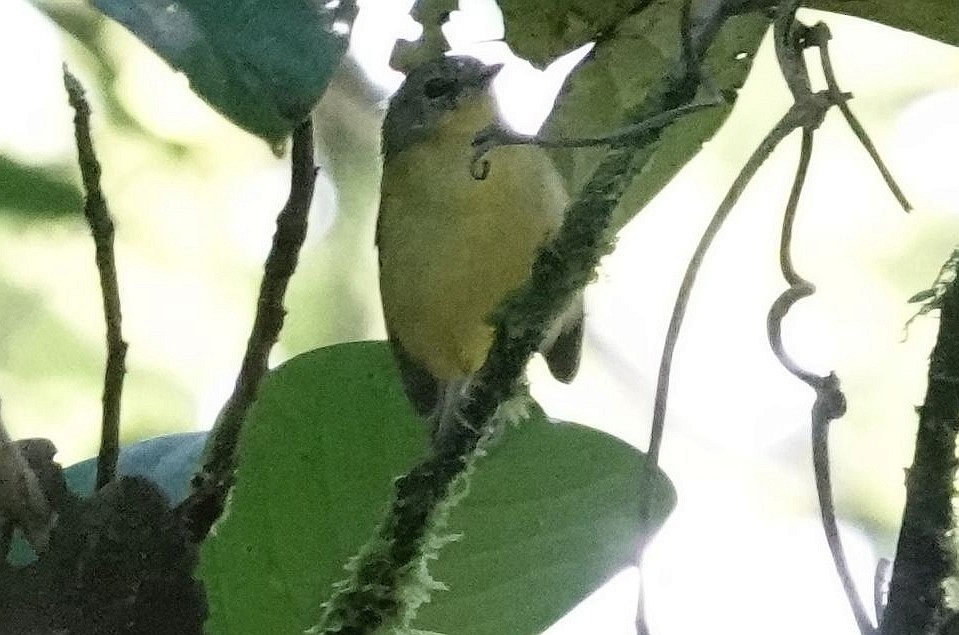 Slaty-capped Flycatcher - Jeff Hollobaugh