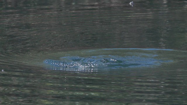 Great Cormorant - ML611343141