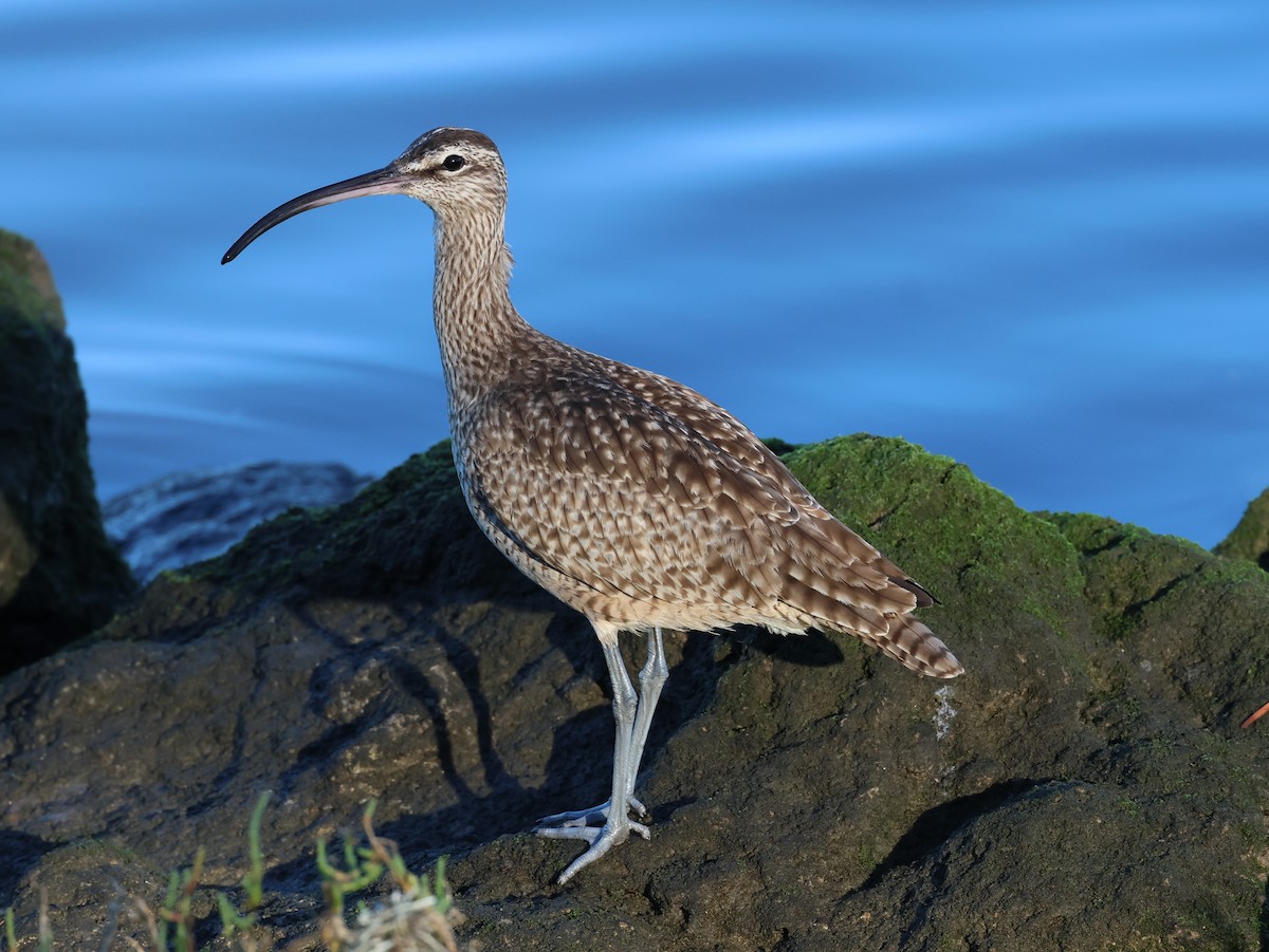 Whimbrel - Jon Fisher