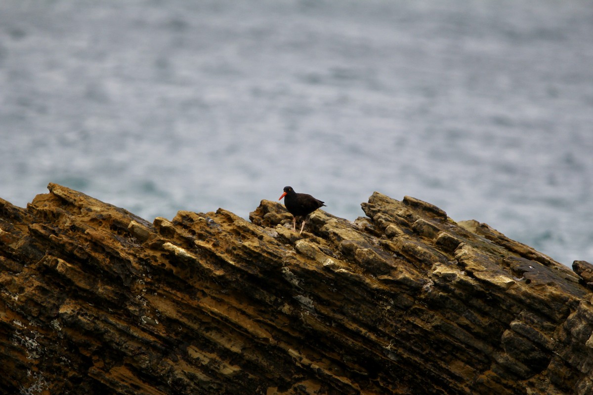 Black Oystercatcher - ML611343467