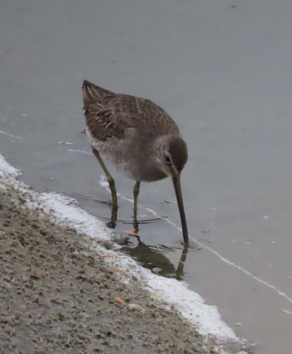 Long-billed Dowitcher - ML611343512