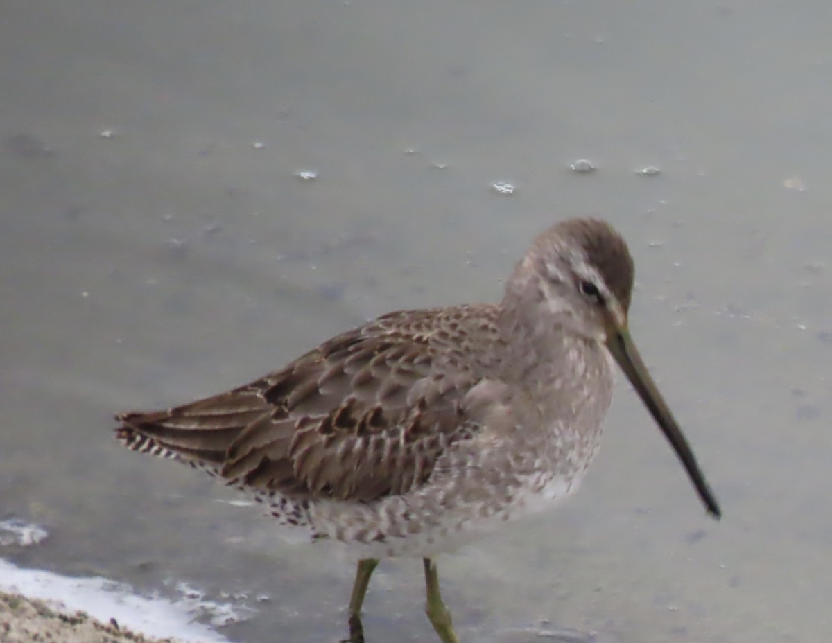 Long-billed Dowitcher - ML611343513