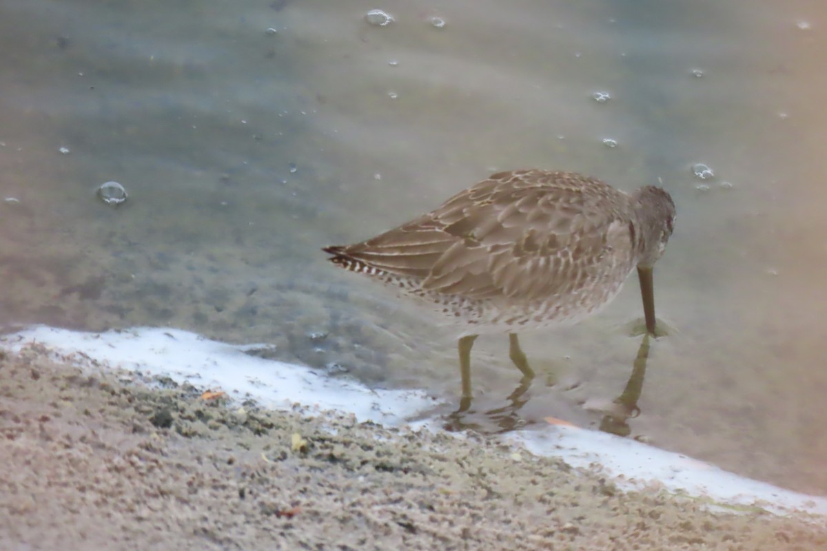 Long-billed Dowitcher - ML611343515