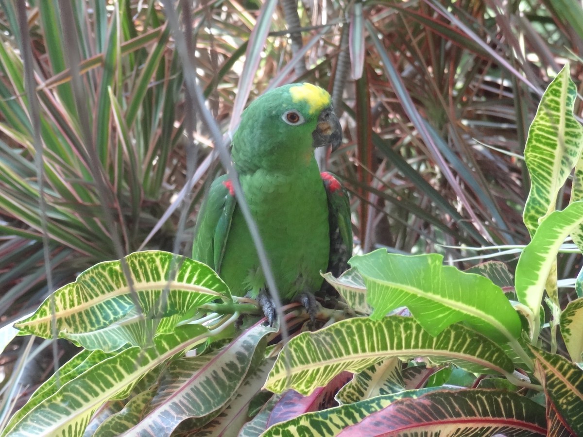 Yellow-crowned Parrot - ML611343581