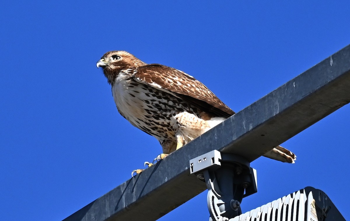 Red-tailed Hawk - Tim Saylor