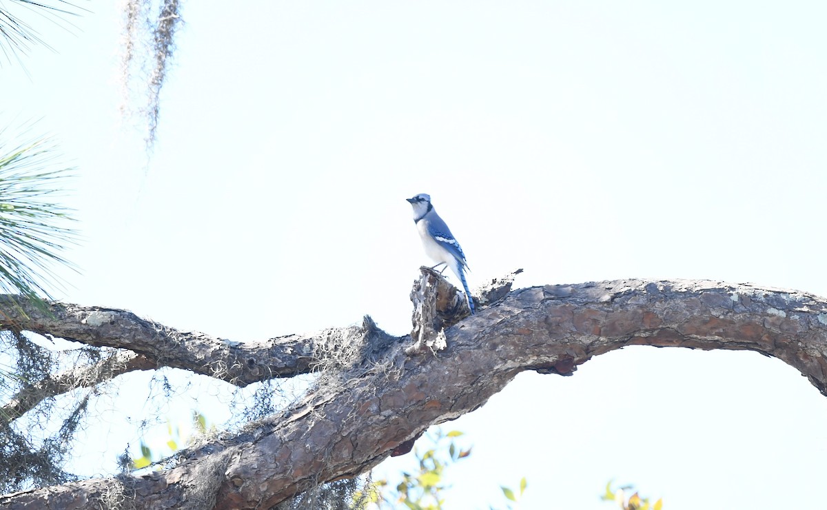 Blue Jay - ML611343609