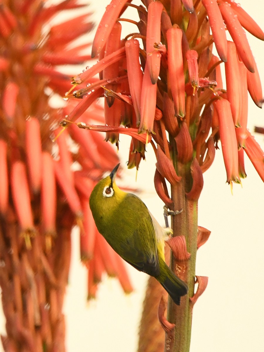 Swinhoe's White-eye - ML611343616